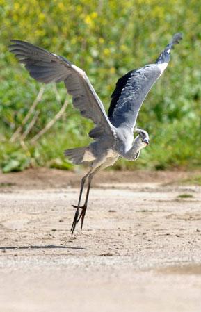 英國孤兒蒼鷺跟人類爸爸學(xué)會(huì)飛翔(組圖)